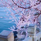 3月踏春｜颐和园｜夜幕下的山桃🌸