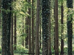 -黄海国家森林公园