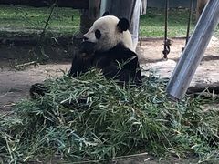 -上海野生动物园
