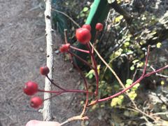 -鲁山国家森林公园