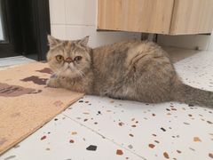 -滚猫咖啡·猫咖·猫友好撸猫(未来城店)