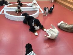 -和它·交个朋友·狗咖猫咖(爱琴海店)