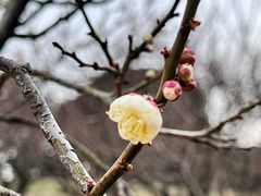 -无锡梅园公园