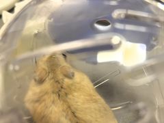 -爱侣宠医·鹦鹉专科·小型哺乳类·异宠专科(灵石路店)