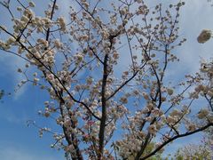 -顾村公园