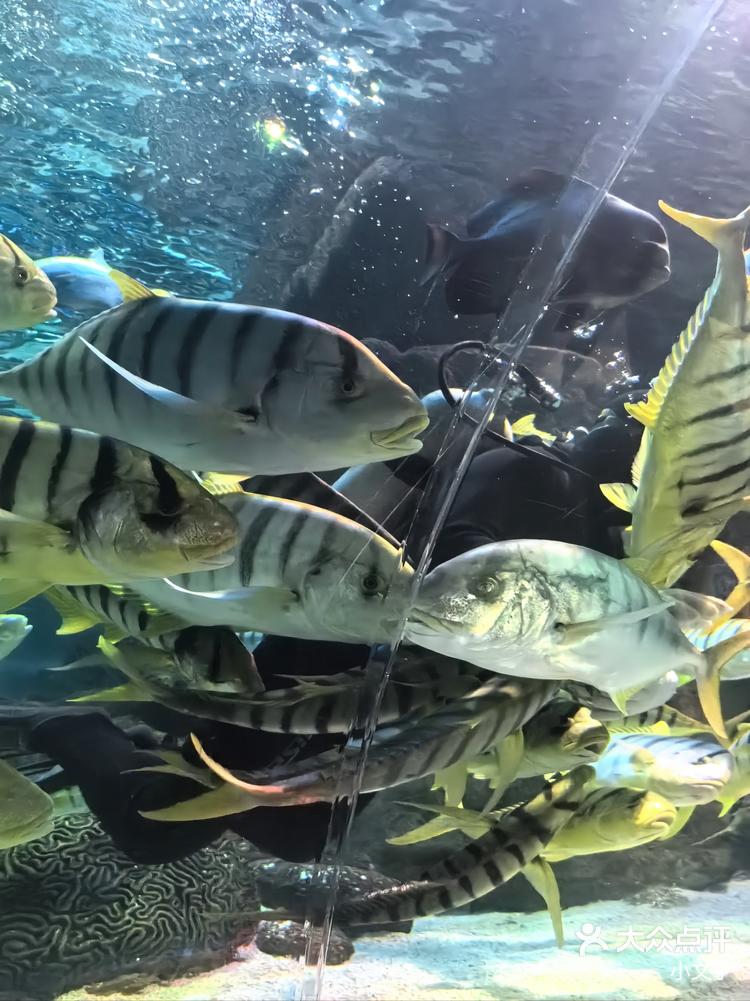 omg75富国海底世界这个海洋馆太好玩啦70