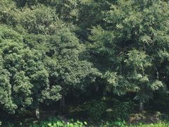 -八卦田遗址公园