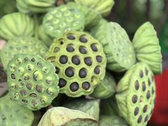 -三圣花乡旅游区