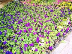 -延安杨家岭革命旧址