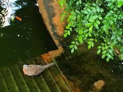 -九龙公园