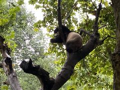 -都江堰中华大熊猫苑