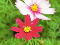 -天适樱花悠乐园