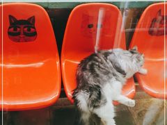 -猫咪博物馆(顶澳仔猫街店)