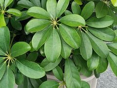 -点都德(广州白云山景区南门店)