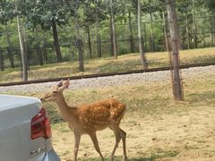 -秦皇岛野生动物园