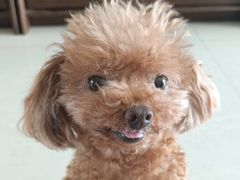 -美联众合动物医院·24h转诊中心