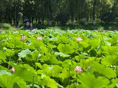 -青龙湖公园