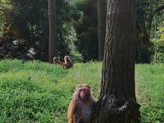 -重庆雨台山风景区