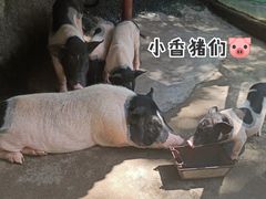 -汕尾铜鼎山旅游区