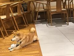 -柴务处·柴犬主题狗咖