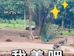 -广州长隆野生动物世界