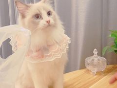 -PETKIT小佩宠物·低压洗护(国顺东路店)