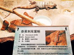 -上海大自然野生昆虫馆(东方明珠·爬宠昆虫探索中心)