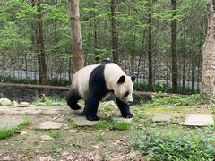 -都江堰中华大熊猫苑