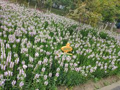 -大兴滨河森林公园