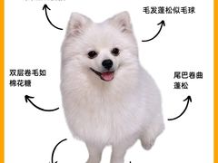 -申普宠物医院·心脏介入·心血管微创(总院)