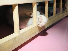 -猫小院猫主题餐厅(三里屯店)