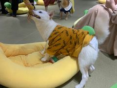 -逗柴咖啡屋·狗咖猫咖宠物桌游