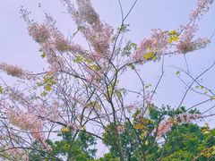 -香蜜公园
