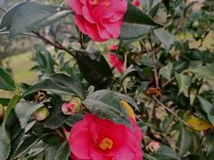 -深圳国际园林花卉博览园