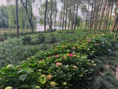 -黄兴公园