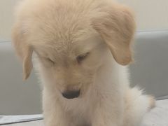 -安安宠医宠物医院·异宠·犬猫内科(岳阳分院)