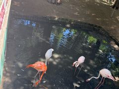 -西霞口神雕山野生动物世界