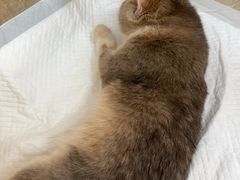 -北京观赏动物医院·24小时大型综合·猫专科·异宠专科