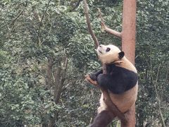 -都江堰中华大熊猫苑