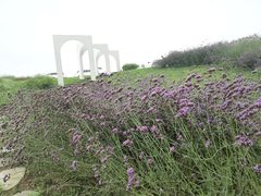 -空港花田景区