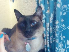 -Sirena海妖日咖夜酒