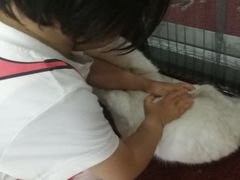 -鼓捣猫呢主题猫咖店