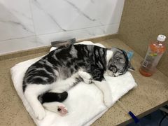 -伟伟宠物医院·CT影像中心·瑞派犬猫综合性门诊(汉口总院)