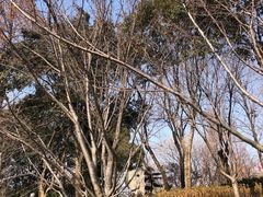 -枫桥景区