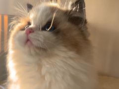 -东方名猫馆·英短金渐层布偶猫舍(环线广场1号楼店)