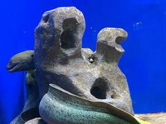 -北海海底世界