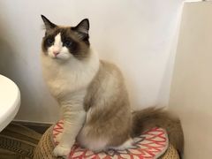 奇哥-Catmate·猫肥家润(金润铂宫店)