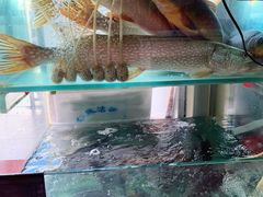 -煲来饱去冷水鱼