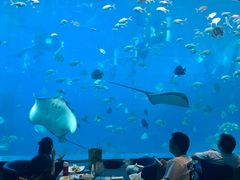 -瑞德姆美人鱼海底演艺主题餐厅(亚龙湾店)