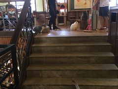 -more than meow吴止猫主题餐厅(承德 中船汇店)